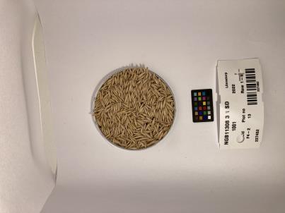 SEED